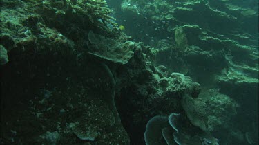 CU Diver underwater with white box collects sample of water next to the coral reef.