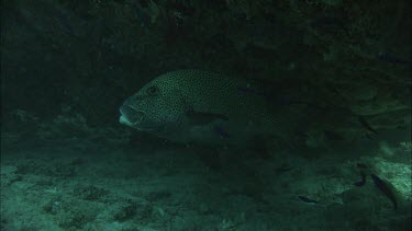 Many-spotted sweetlips fish and cleaner fish
