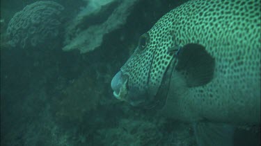CU Many-spotted sweetlips fish and cleaner fish