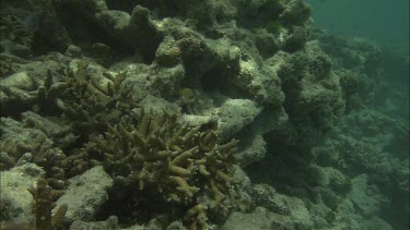 Teen boy compares colours of the coral with coral health  chart.