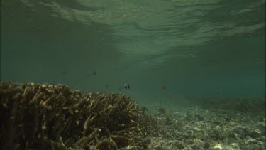 Two girls swim and do snorkeling