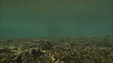 Two girls snorkeling and inspect the coral reef.