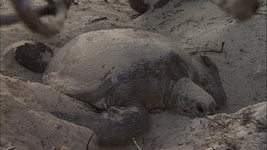 MCU green turtle digs a pit and two girls.
