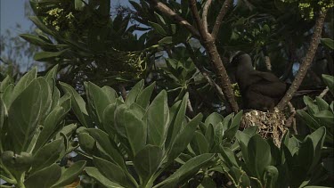 Black noddy bird sits in the nest on a tree.