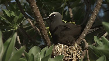 CU black noddy bird sits in its nest.