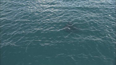 Shot of manta ray above the ocean