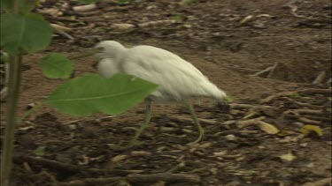 White heron