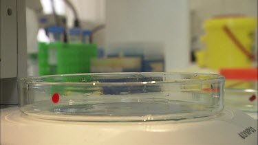 Student researcher places sea slug on petri dish