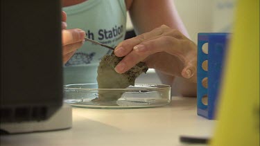 Student researcher examining and dissect sea slug