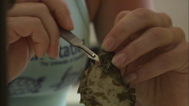 Student researcher examining and dissect sea slug