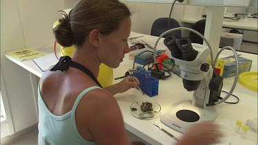 Student researcher dissects part of sea slug and places it into test tube