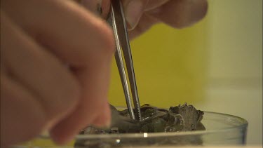 Student researcher dissects part of sea slug and places it into test tube