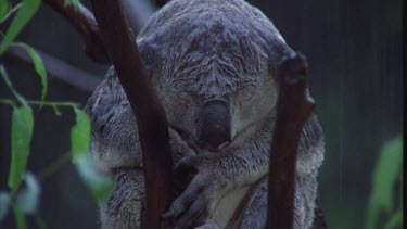 sleeping in eucalypt while it rains