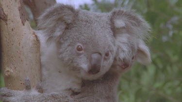 Mother and cub sit in the eucalypt tree. mother is carrying the cub on her back.