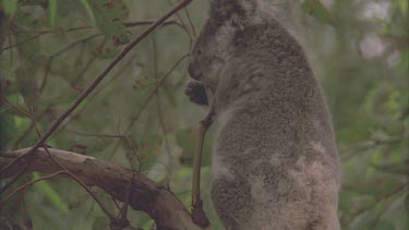 cub goes on its own crawls up a branch overcoming an obstacle.