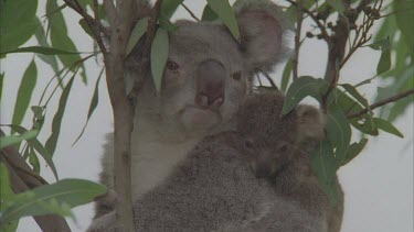 baby cub on mothers back