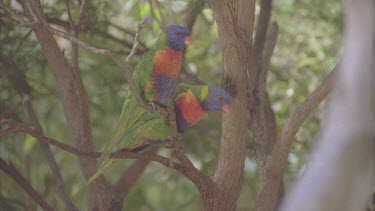 two on branch