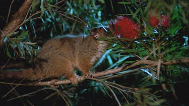 feeds on bottlebrush flower