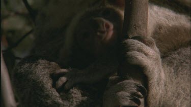young cub in pouch pokes head out