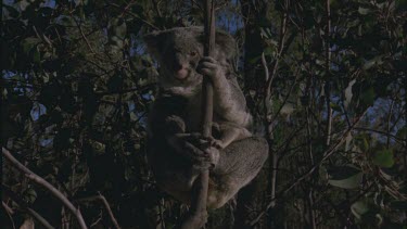 young cub in pouch pokes head out