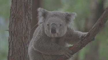 one koalas in nearby trees one wearing radio collar