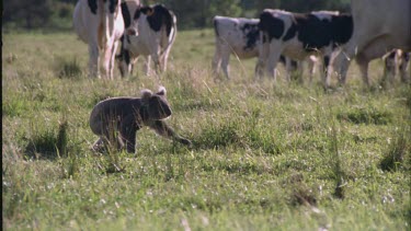 field of cows koala runs off