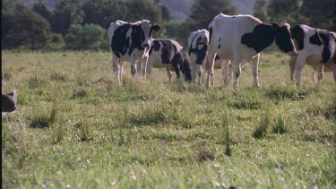 field of cows koala runs off cows chase