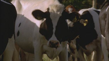 cows looking at camera in field