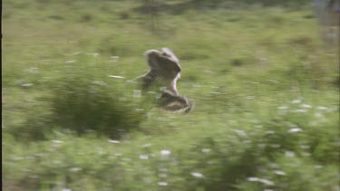 field of cows koala runs off cows chase