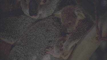 baby cub on mothers back