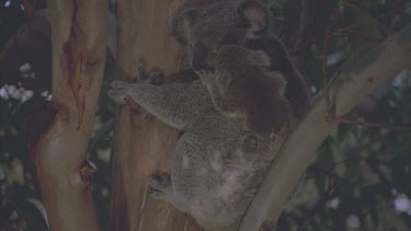 baby cub on mothers back