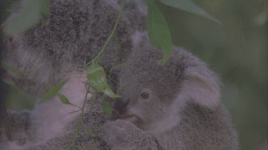 baby cub feeding on leaves on mothers back