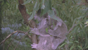 baby cub feeding on leaves on mothers back