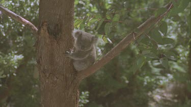 very young koala on branch distressed
