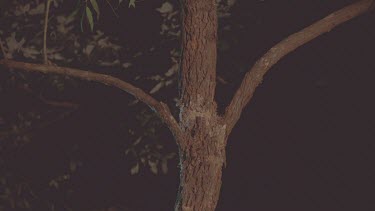 mother with baby on back climbs tree