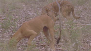 pack of dogs in bush