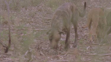 pack of dogs in bush