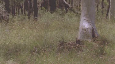 pack of dogs in bush