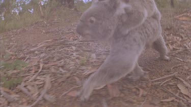 koala and cub walking on ground. Dogs are near.