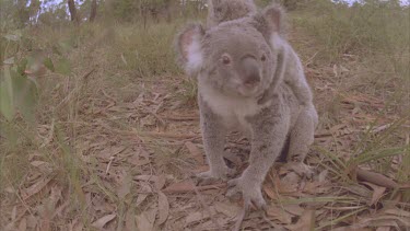 koala and cub walking on ground. Dogs are near.