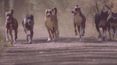 pack of dogs in bush on road
