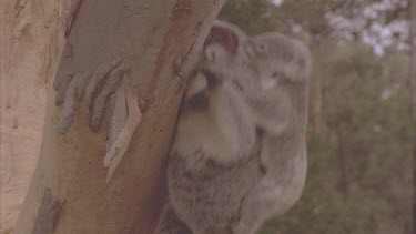 koala and cub climb up tree further to stay away from dogs