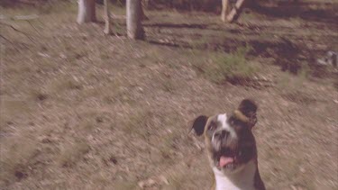 dog jumping up tree