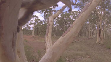 koala and cub jump to another branch