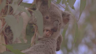 koala and cub in tree very high away from wild dogs