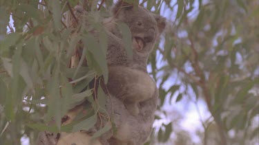 koala and cub in tree very high away from wild dogs
