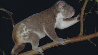 Koala climbing down from tree