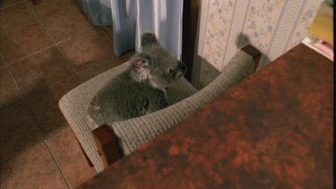 Koala on chair and climbs to kitchen bench top