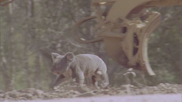koala walks through frame at contruction site