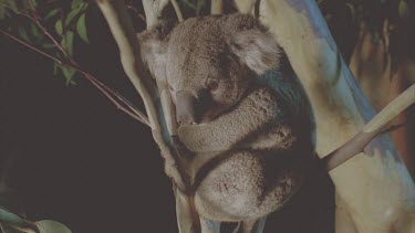 pan from sleeping koala to bird